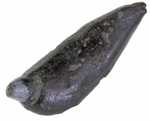 Fossil Whale Tooth - South Carolina #63569